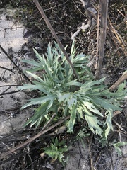 Artemisia douglasiana
