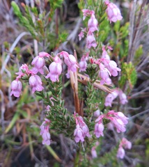 Erica brevifolia