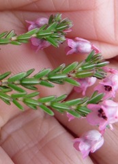 Erica brevifolia