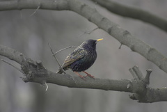 Sturnus vulgaris