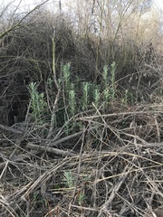 Artemisia douglasiana