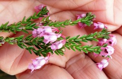Erica brevifolia
