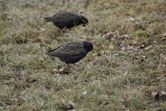 Sturnus vulgaris