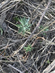 Artemisia douglasiana