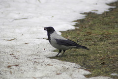 Corvus cornix