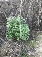 Artemisia douglasiana