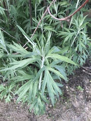 Artemisia douglasiana