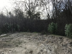 Artemisia douglasiana