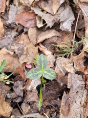 Trillium sessile