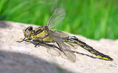 Arigomphus cornutus