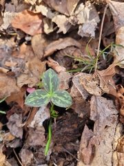 Trillium sessile
