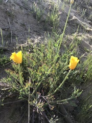 Eschscholzia californica