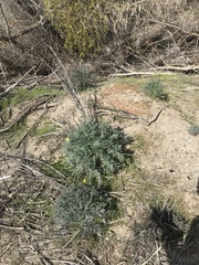 Eschscholzia californica