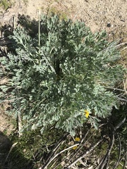 Eschscholzia californica