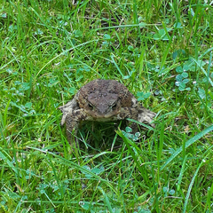 Bufo bufo