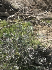 Eschscholzia californica