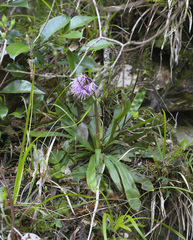 Heloniopsis orientalis