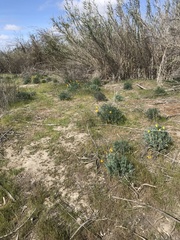 Eschscholzia californica