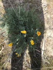 Eschscholzia californica