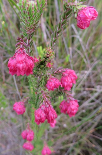 Image of Ridge Heath (Erica tegulifolia) by (c) linkie, some rights reserved (CC BY)