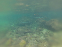 Tylosurus crocodilus fodiator