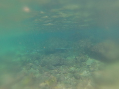 Tylosurus crocodilus fodiator