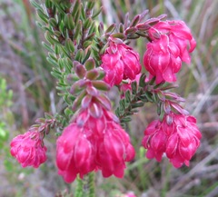 Erica tegulifolia