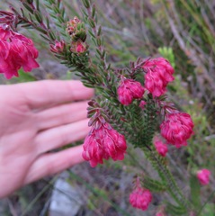 Erica tegulifolia