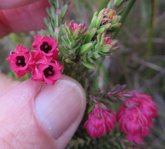 Erica tegulifolia