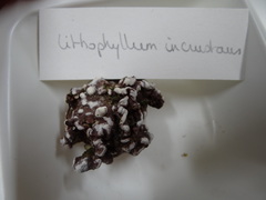 Lithophyllum incrustans