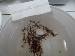 Vertebrata fruticulosa