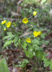 Ranunculus japonicus