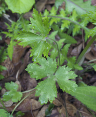 Ranunculus japonicus