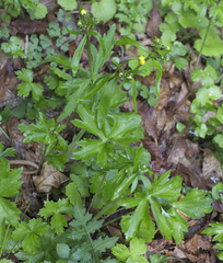 Ranunculus japonicus