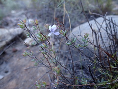 Glaucophyllum