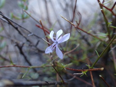 Glaucophyllum