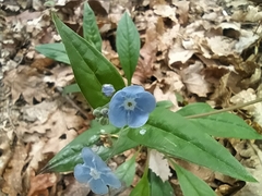 Omphalodes nitida