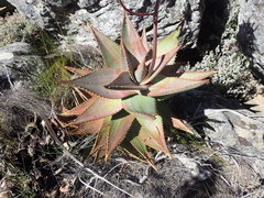 Aloe perfoliata