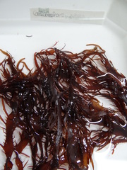 Calliblepharis jubata