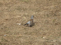 Turdus pilaris