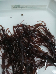 Calliblepharis jubata