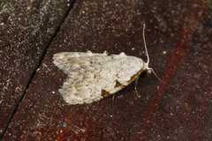 Nola triquetrana