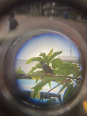 Acridotheres javanicus