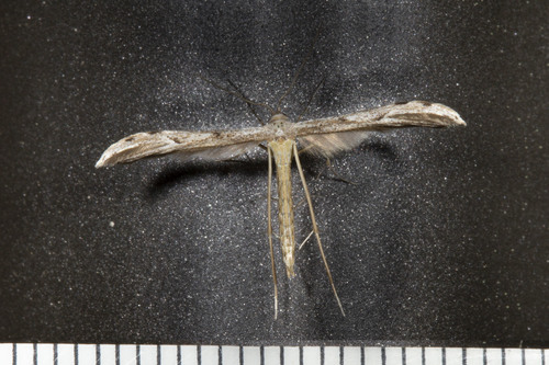 Belfrage's Plume Moth photo 5