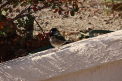 Junco hyemalis mearnsi