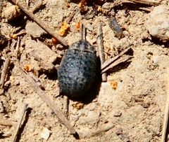 Trox perlatus