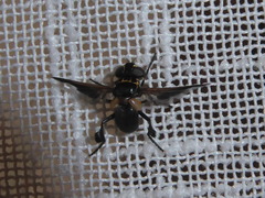 Galactomyia