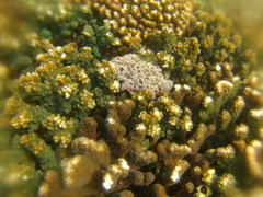 Haliclona caerulea