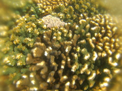 Haliclona caerulea
