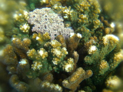 Haliclona caerulea
